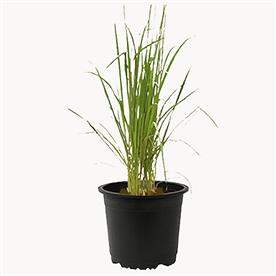LEMON GRASS - PLANT  