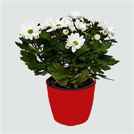 SHEVANTI, CHRYSANTHEMUM (SUNFLOWER WHITE) 
