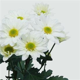 SHEVANTI, CHRYSANTHEMUM (SUNFLOWER WHITE) 