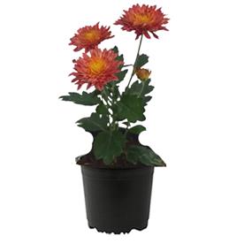 Shevanti, chrysanthemum (orange)