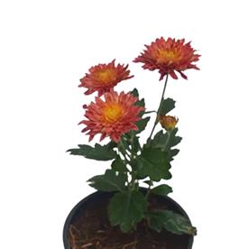 Shevanti, chrysanthemum (orange)