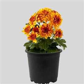 SHEVANTI, CHRYSANTHEMUM (YELLOW, RED) 