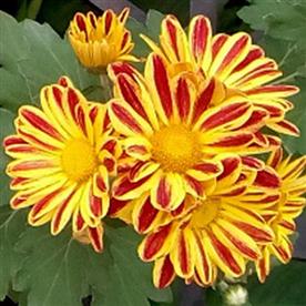 SHEVANTI, CHRYSANTHEMUM (YELLOW, RED) 