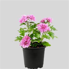 Shevanti, chrysanthemum (white, pink)