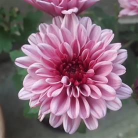 Shevanti, chrysanthemum (white, pink)