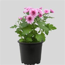SHEVANTI, CHRYSANTHEMUM (WINE COLOR) 