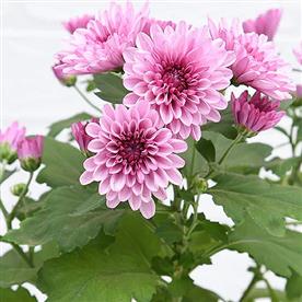 SHEVANTI, CHRYSANTHEMUM (WINE COLOR) 