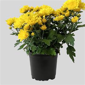 SHEVANTI, CHRYSANTHEMUM (YELLOW) 