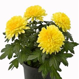 SHEVANTI, CHRYSANTHEMUM (YELLOW) 