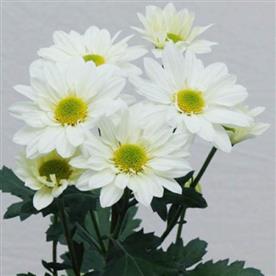SHEVANTI, CHRYSANTHEMUM (WHITE) 
