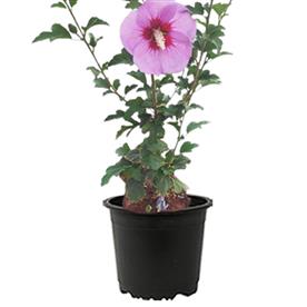 HIBISCUS, GUDHAL FLOWER (PURPLE) 
