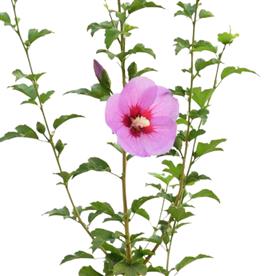 HIBISCUS, GUDHAL FLOWER (PURPLE) 