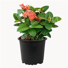IXORA DWARF (ORANGE) 