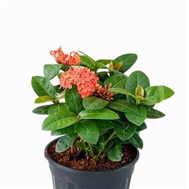 IXORA DWARF (ORANGE) 