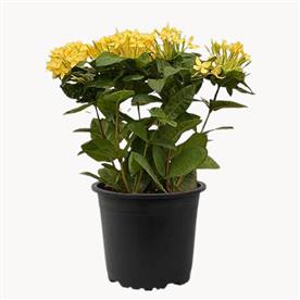 IXORA DWARF (YELLOW) 