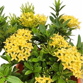IXORA DWARF (YELLOW) 
