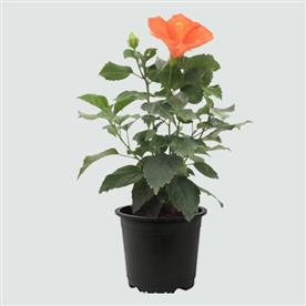 HIBISCUS, GUDHAL FLOWER (ANY COLOR) 