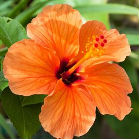 HIBISCUS, GUDHAL FLOWER (ANY COLOR) 