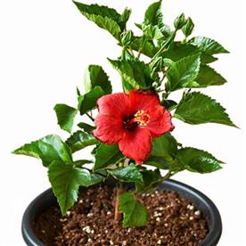 HIBISCUS, GUDHAL FLOWER (RED DOUBLE) 