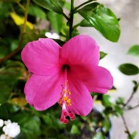 HIBISCUS, GUDHAL FLOWER (PINK) 