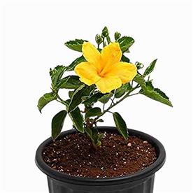 HIBISCUS, GUDHAL FLOWER (YELLOW) - PLANT 