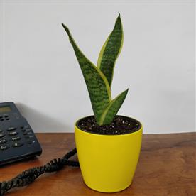 SANSEVIERIA TRIFASCIATA, SNAKE PLANT (VAR. LAURENTII) 