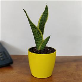SANSEVIERIA TRIFASCIATA, SNAKE PLANT (VAR. LAURENTII) 