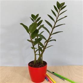ZZ PLANT FOR TAURUS OR VRISHABHA RASHI - PLANT  