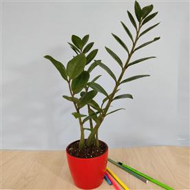 ZZ PLANT FOR TAURUS OR VRISHABHA RASHI - PLANT  