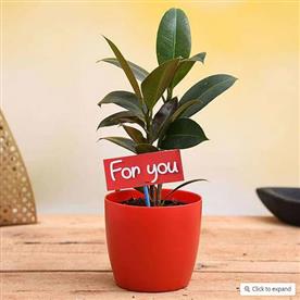 AIR PURIFYING RUBBER PLANT FOR YOU - GIFT PLANT  