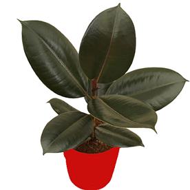 RUBBER PLANT FOR VIRGO OR KANYA RASHI - PLANT 