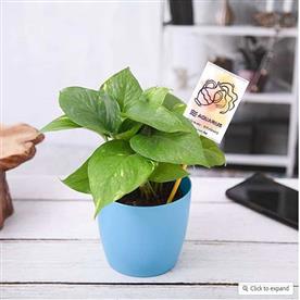 MONEY PLANT FOR AQUARIUS OR KUMBH RASHI - PLANT 