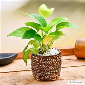 CELEBRATE BOND OF TOGETHERNESS WITH MONEY PLANT 