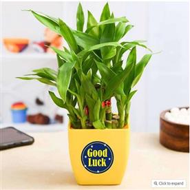 2 LAYER LUCKY BAMBOO PLANT FOR SOMEONE YOU CARE 