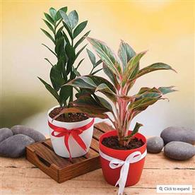 WISH HAPPINESS FOR YOUR LOVED ONES WITH EVERGREEN INDOOR PLANT PACK 