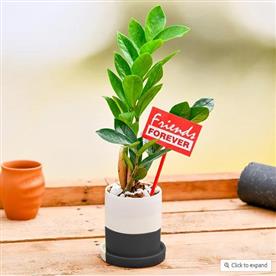 BEST ZZ PLANT IN CERAMIC POT FOR BEST FRIEND FOREVER 