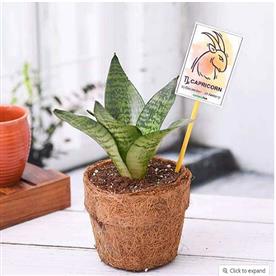 SANSEVIERIA FOR CAPRICORN OR MAKAR RASHI - PLANT 