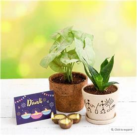 CELEBRATE CLEAN DIWALI WITH AIR PURIFIER PLANTS AND ECO FRIENDLY DIYAS 