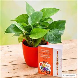 RAKHI SPECIAL GREEN MONEY PLANT FOR PROSPERITY 