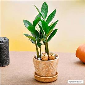 EVERLASTING ZZ PLANT FOR NAUGHTY SIBLINGS  