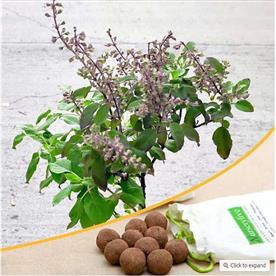 KRISHNA TULSI - 20 SEED BALLS  