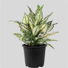 AGLAONEMA SNOW WHITE, AGLAONEMA SNOWFLAKE 