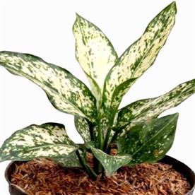 AGLAONEMA SNOW WHITE, AGLAONEMA SNOWFLAKE 