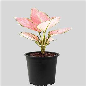 AGLAONEMA LADY VALENTINE, AGLAONEMA ANYAMANEE (PINK) 