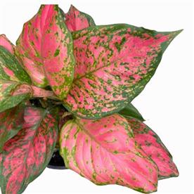 AGLAONEMA LADY VALENTINE, AGLAONEMA ANYAMANEE (PINK) 