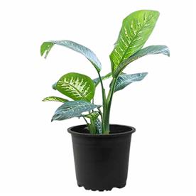 DIEFFENBACHIA MACULATA 