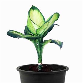 DIEFFENBACHIA MACULATA 