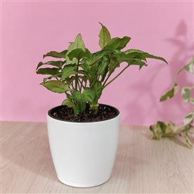 SYNGONIUM PODOPHYLLUM MINI PIXIE 