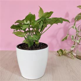SYNGONIUM PODOPHYLLUM MINI PIXIE 