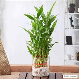 WISH GOOD LUCK WITH 3 LAYER LUCKY BAMBOO IN A GLASS VASE WITH PEBBLES 